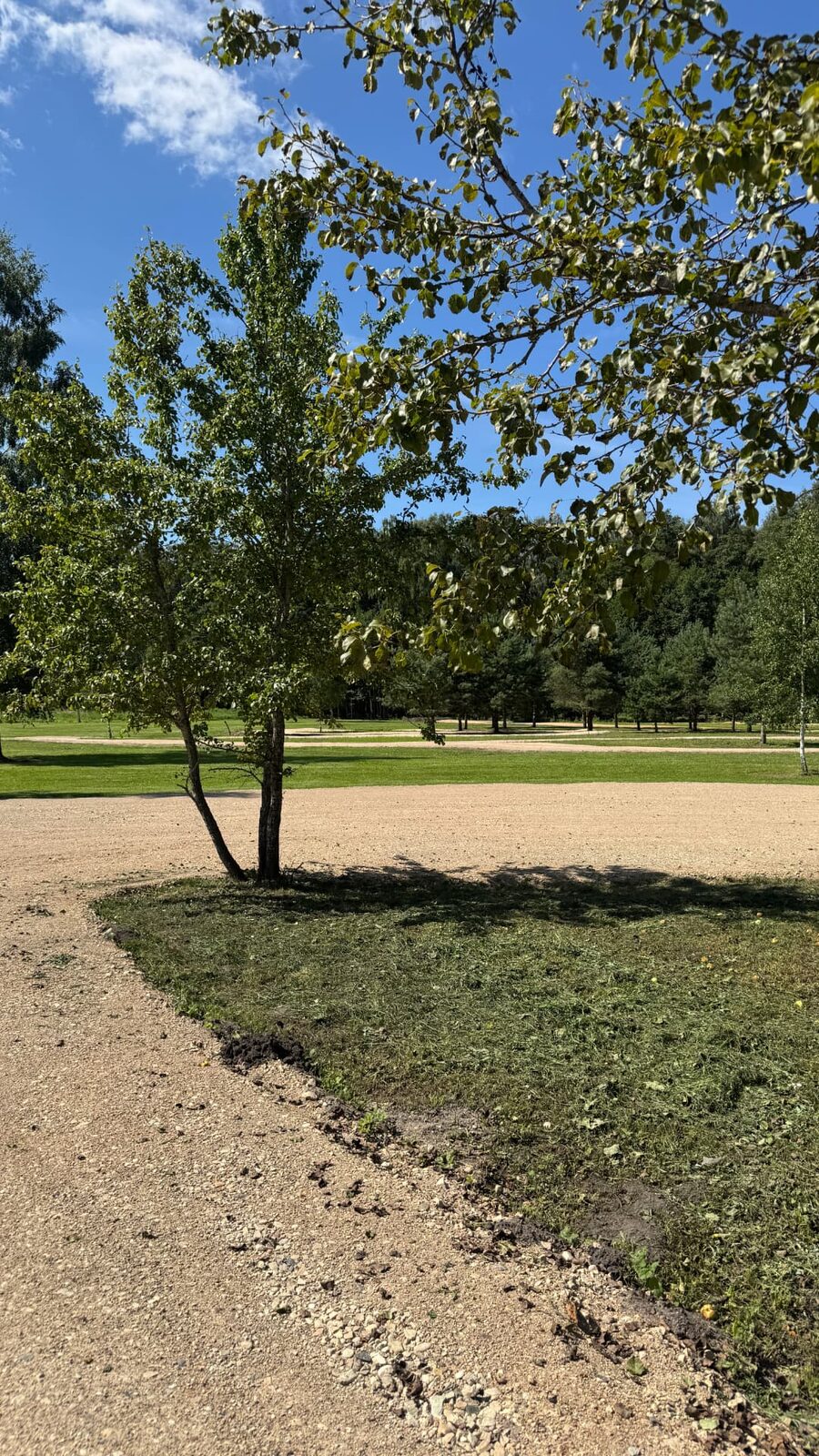Bērzs pie grants celiņa